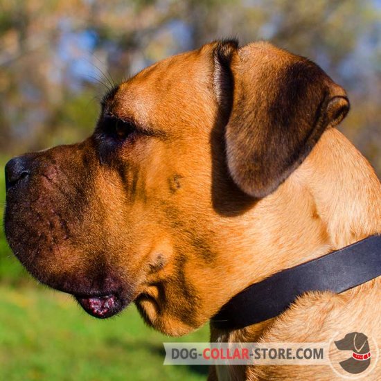 Multifunctional Leather Cane Corso Collar for Daily Walks