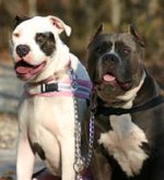 Herm Sprenger Amstaff Coupler for Walking Two Dogs