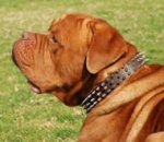 Spiked Design Leather Dogue de Bordeaux Collar