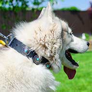 Leather Akita / Siberian Husky Collar with Silver Plated Circles Blue Stones