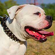 Fancy Leather American Bulldog Collar Adorned with Spikes and Studs Fancy Leather American Bulldog Collar Adorned with Spikes and Studs