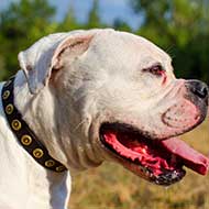 Fashion Leather American Bulldog Collar with Doted Circles