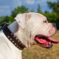 Superb Leather American Bulldog Collar with Nickel Studs