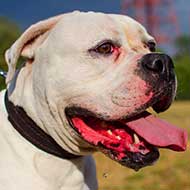 Training Leather American Bulldog Collar Padded with Felt