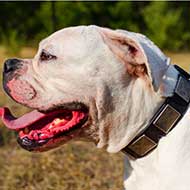 Stylish Leather American Bulldog Collar with Vintage Massive Plates Stylish Leather American Bulldog Collar with Vintage Massive Plates