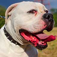 Leather American Bulldog Collar with Nickel Plated Spikes