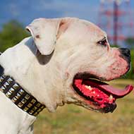 Wide Leather American Bulldog Collar Decorated with Studs