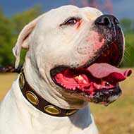 Vintage Leather American Bulldog Collar Decorated with Brass Plates