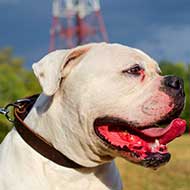 Classic Design Leather American Bulldog Collar