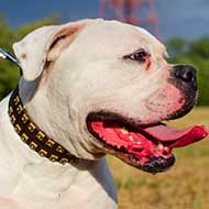 Wide Leather American Bulldog Collar with Golden Brass Studs