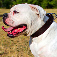 Classic Design Wide Leather American Bulldog Collar