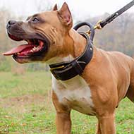 Leather Amstaff Collar for Agitation Training with Handle