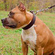 40 mm Leather Amstaff Collar for Training and Everyday Use