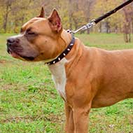 Leather Amstaff Collar Decorated with 1 Row of Nickel Spikes