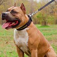 Nylon Amstaff Collar for Walking and Training