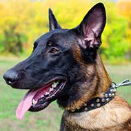 Studded Design Walking Leather Belgian Malinois Collar