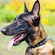 Leather Belgian Malinois Collar with 1 Row of Nickel Plated Spikes