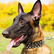 Spiked Design Stylish Leather Belgian Malinois Collar