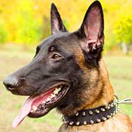 Nylon Belgian Malinois Collar with 2 Rows of Spikes