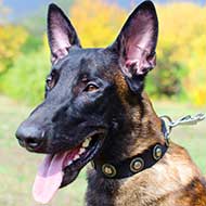 Stylish Nylon Belgian Malinois Collar with Nickel Plated Conchos