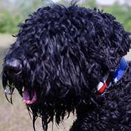 Leather Black Russian Terrier Collar With Painted American Flag Leather Black Russian Terrier Collar With Painted American Flag