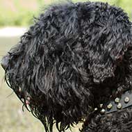 Studded Leather Black Russian Terrier Collar For Everyday Use Studded Leather Black Russian Terrier Collar For Everyday Use