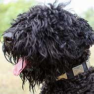 Leather Black Russian Terrier Collar With Massive Plates Leather Black Russian Terrier Collar With Massive Plates
