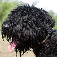 Adjustable Leather Black Russian Terrier Collar with Metal ID Tag Adjustable Leather Black Russian Terrier Collar with Metal ID Tag