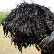 Nappa Padded Leather Black Russian Terrier Collar Nappa Padded Leather Black Russian Terrier Collar