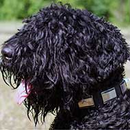 Classy Leather Black Russian Terrier Collar with Large Nickel Plates Classy Leather Black Russian Terrier Collar with Large Nickel Plates