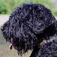 Decorated Leather Black Russian Terrier Collar with Nickel Plates