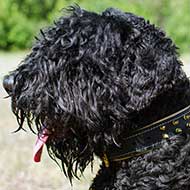 Nappa Padded Leather Black Russian Terrier Collar with Brass Spikes Nappa Padded Leather Black Russian Terrier Collar with Brass Spikes