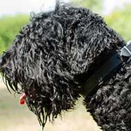 Felt Padded Leather Black Russian Terrier Collar for Walking and Training Felt Padded Leather Black Russian Terrier Collar for Walking and Training