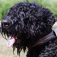 Leather Black Russian Terrier Collar with Barbed Wire Painting Leather Black Russian Terrier Collar with Barbed Wire Painting