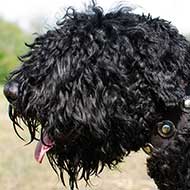 Stylish Leather Black Russian Terrier Collar with Silver Conchos Stylish Leather Black Russian Terrier Collar with Silver Conchos