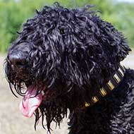 Sophisticated Leather Black Russian Terrier Collar with Brass Plates Sophisticated Leather Black Russian Terrier Collar with Brass Plates
