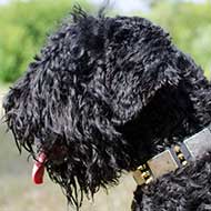 Stylish Leather Black Russian Terrier Collar With Metal Decoration