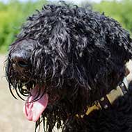 Decorated Leather Black Russian Terrier Collar for Daily Use Decorated Leather Black Russian Terrier Collar for Daily Use