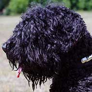 2 Ply Nylon Black Russian Terrier Collar with Name Tag 2 Ply Nylon Black Russian Terrier Collar with Name Tag