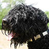 Nylon Black Russian Terrier Collar With Vintage Massive Plates Nylon Black Russian Terrier Collar With Vintage Massive Plates
