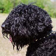Stylish Nylon Black Russian Terrier Collar Decorated with Pyramids Stylish Nylon Black Russian Terrier Collar Decorated with Pyramids