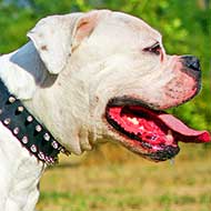 Spiked Leather Boxer / Bulldog Collar