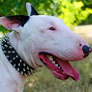 Spiked Leather Bull Terrier Collar for Walking and Training