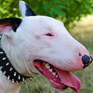 Spiked Leather Bull Terrier Collar for Daily Activities