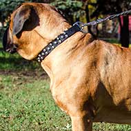 Studded Leather Bullmastiff Collar For Everyday Usage