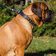 Designer Leather Bullmastiff Collar with Studs and Spikes