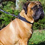 Any Weather Nylon Bullmastiff Collar with Nickel Hardware