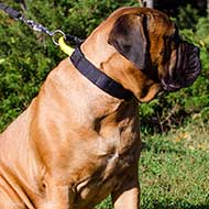 Multifunctional Nylon Bullmastiff Collar with Comfortable Handle
