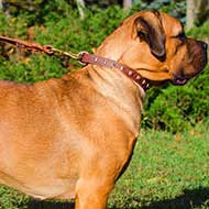 "Caterpillar Design" Narrow Leather Dog Collar for Cane Corso