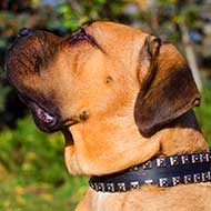 Noble Leather Cane Corso Collar with Nickel Studs